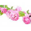 Hydrolat (Eau florale) de Rose bio - Saint Hilaire